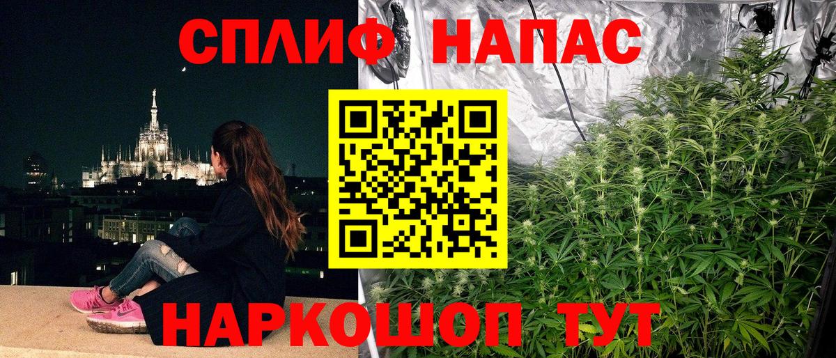 Каннабис планчик Лянтор